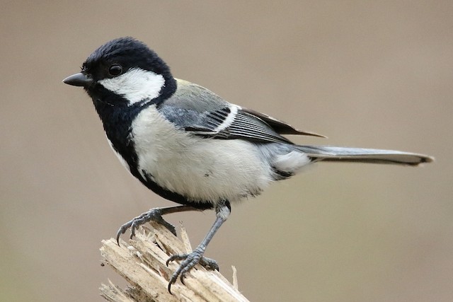 Similar species:&nbsp;Japanese Tit (<em class="SciName notranslate">Parus minor</em>). - Japanese Tit - 