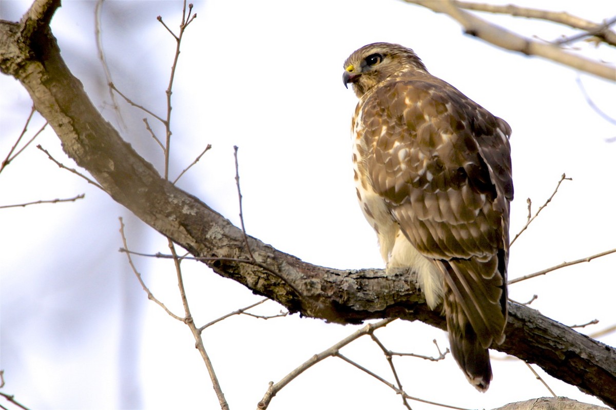 Red-shouldered Hawk - Vickie Baily