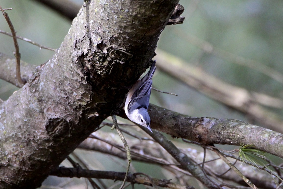 White-breasted Nuthatch - ML196755271