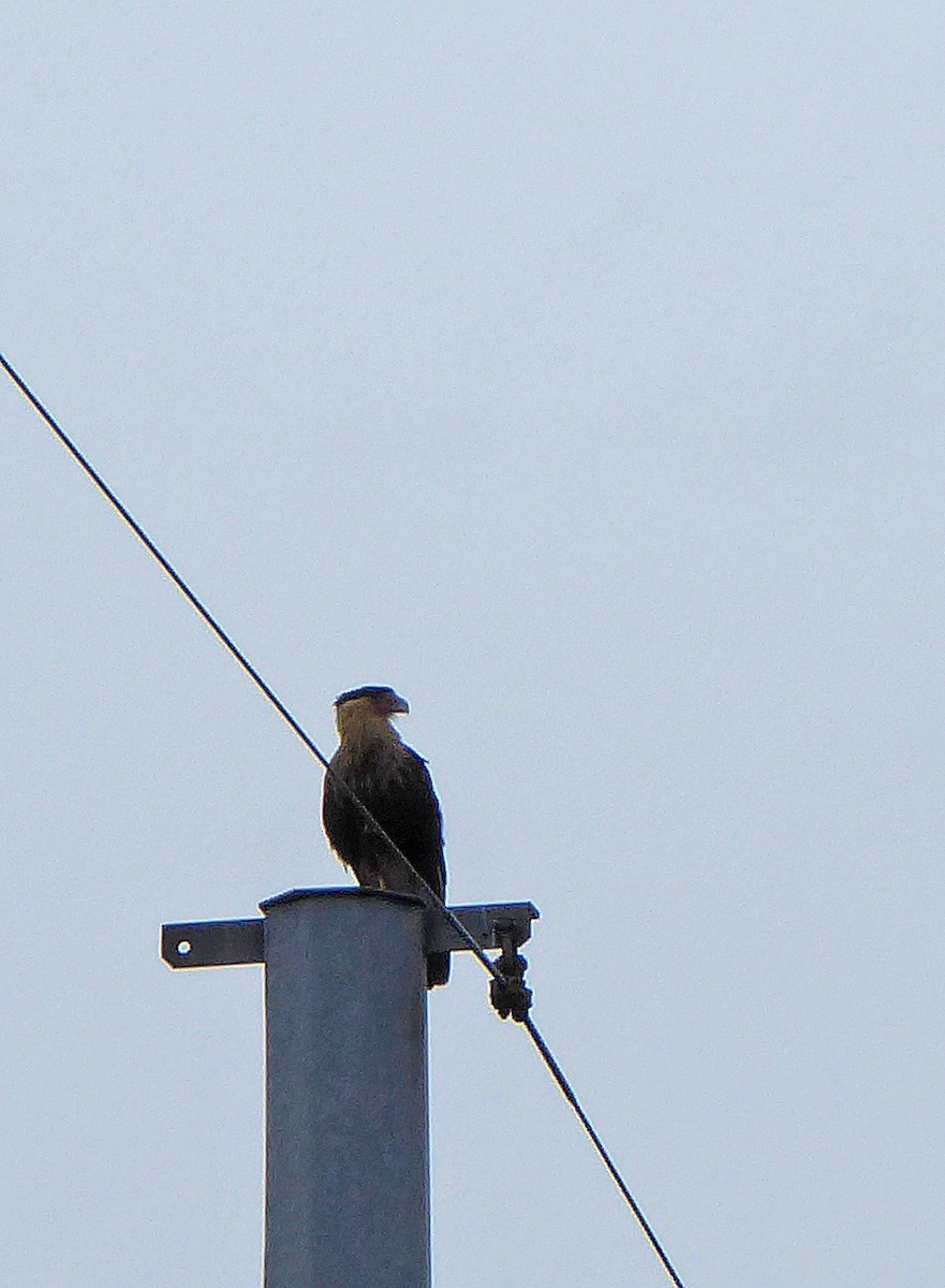 Crested Caracara (Northern) - Kennett Offill