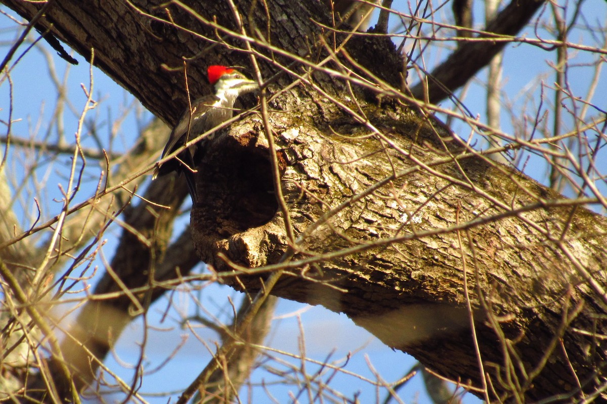 Pileated Woodpecker - Eric Walther