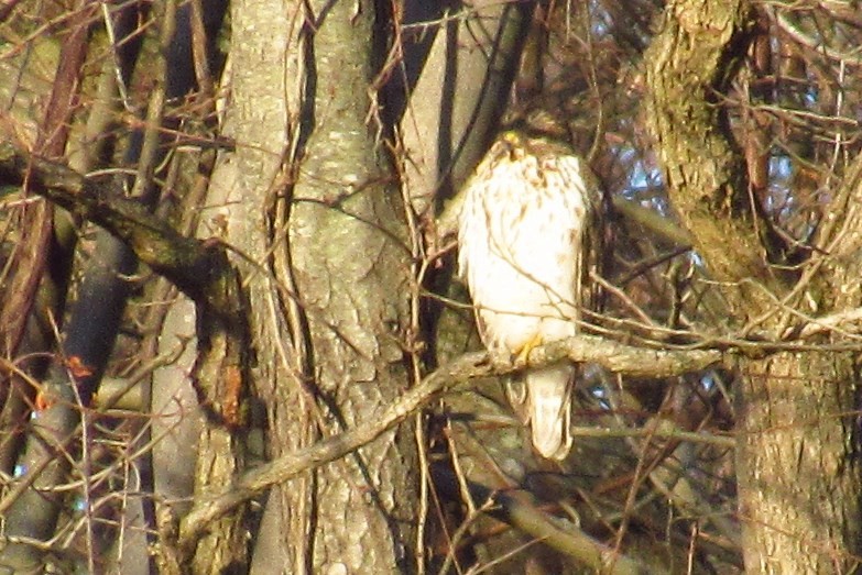 Red-tailed Hawk - ML196763541
