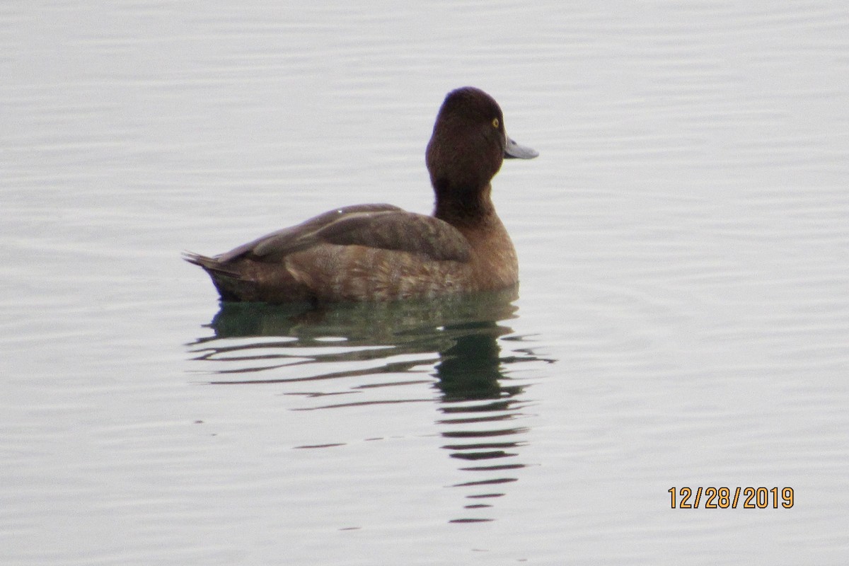 Greater Scaup - ML196764041
