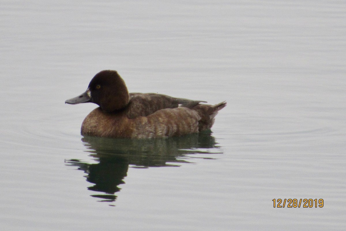 Greater Scaup - ML196764051