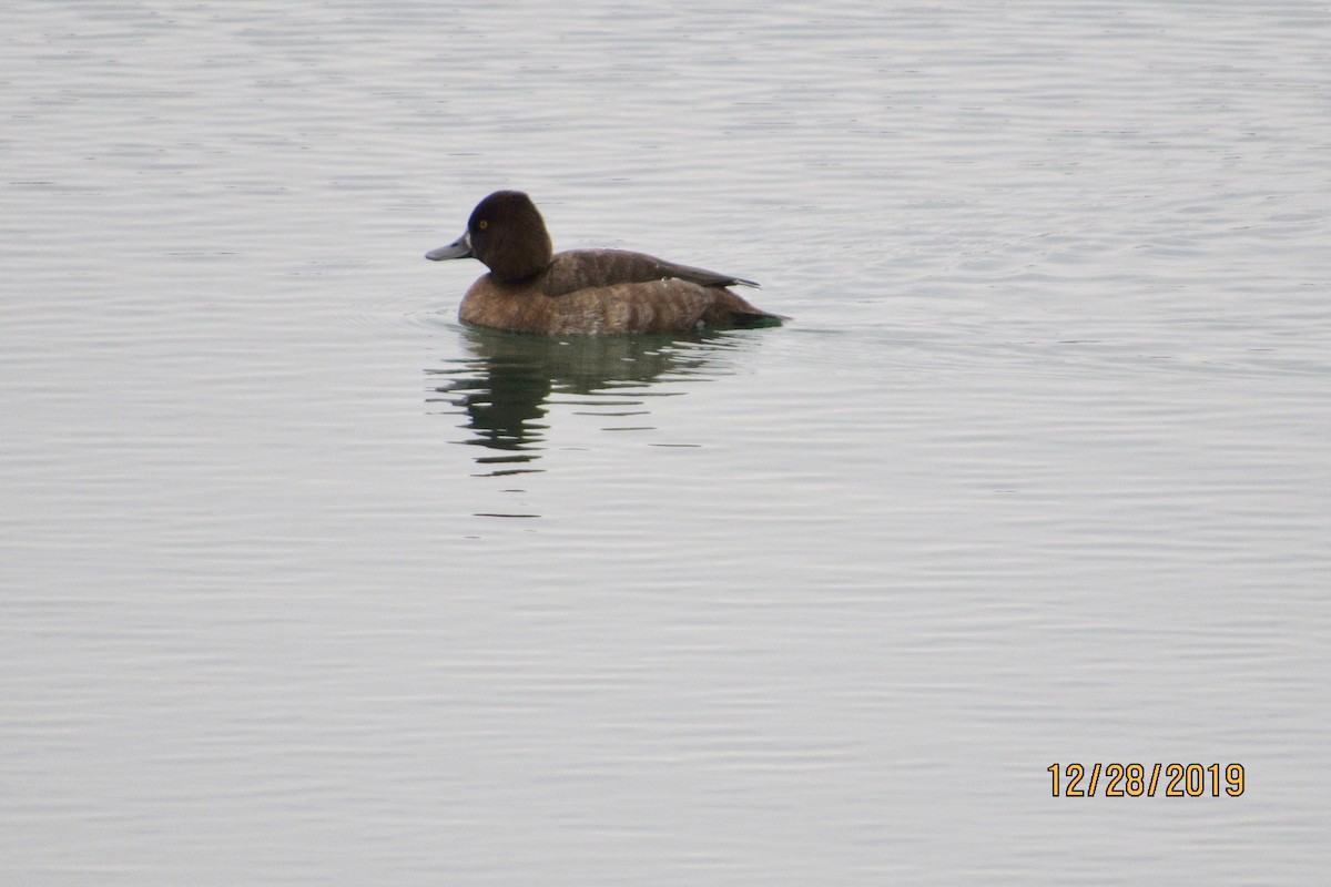 Greater Scaup - ML196764061
