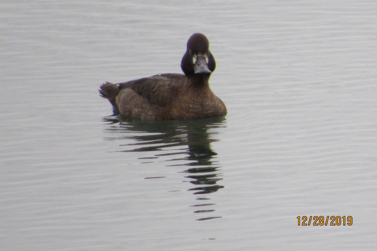 Greater Scaup - ML196764071
