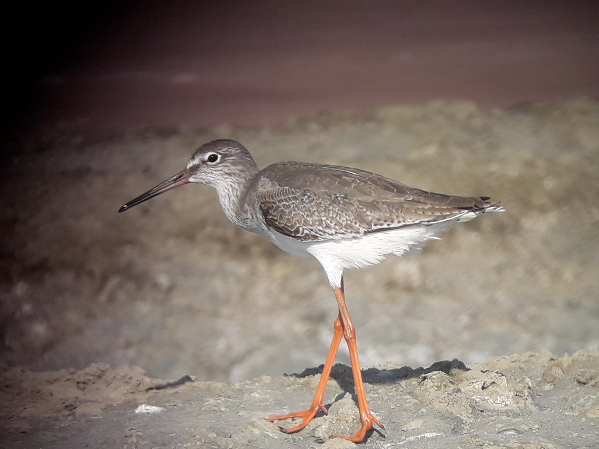 Spotted Redshank - ML196773891