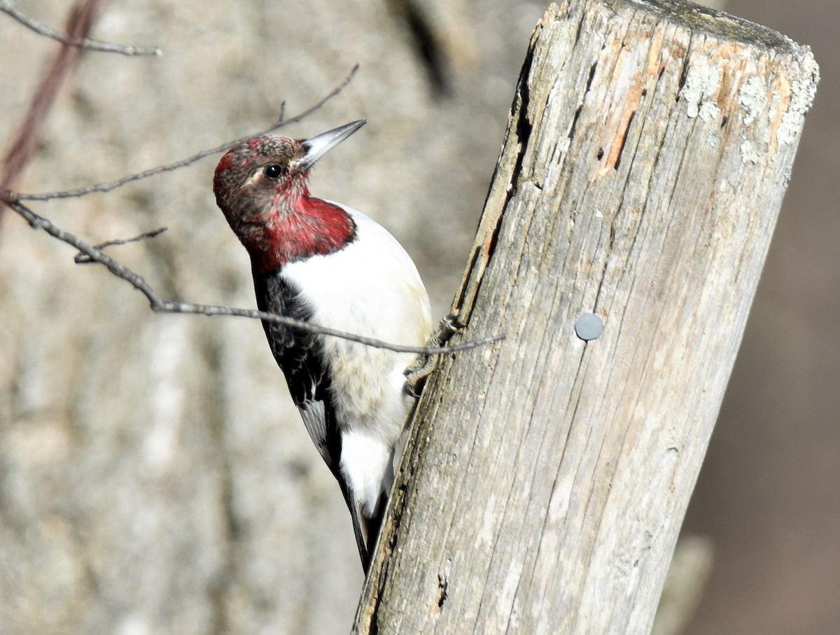 Red-headed Woodpecker - ML196775071
