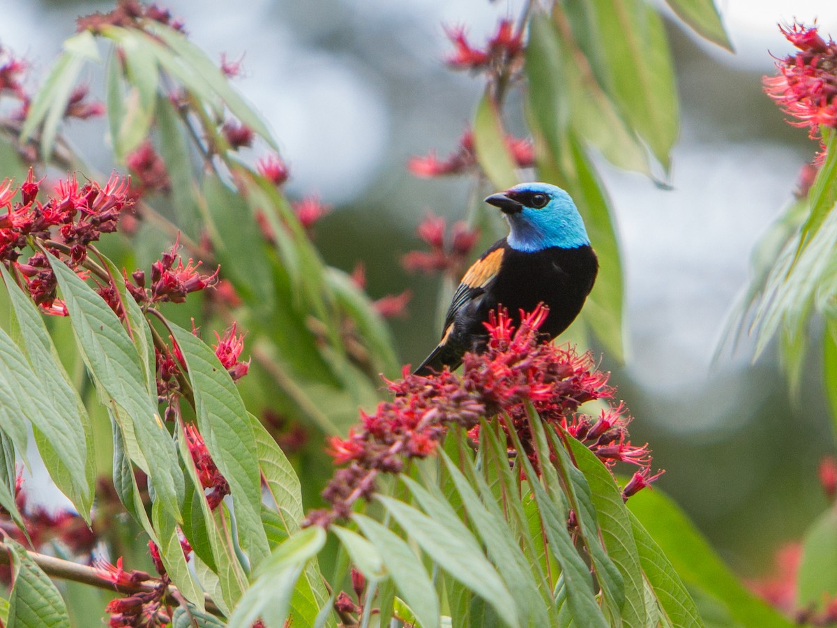 Blue-necked Tanager - ML196780751