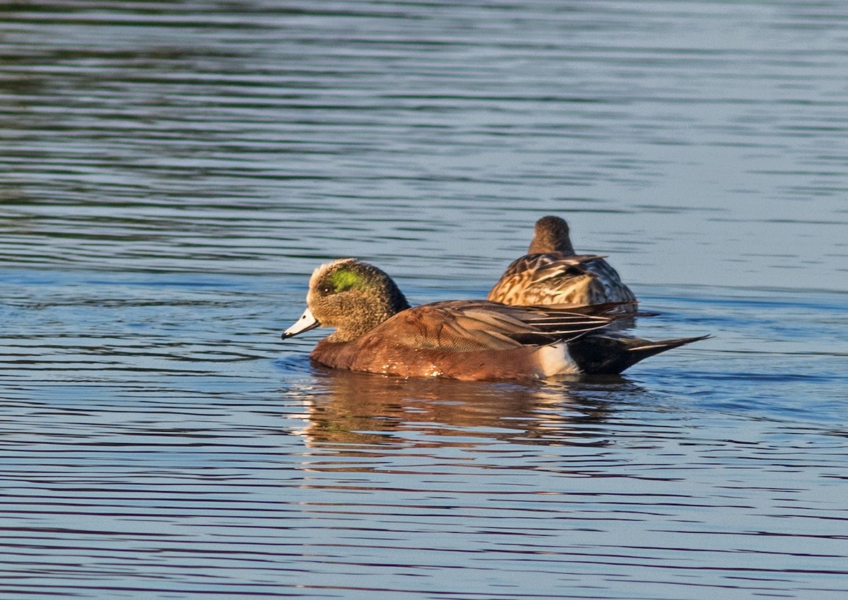 American Wigeon - Mark and Holly Salvato