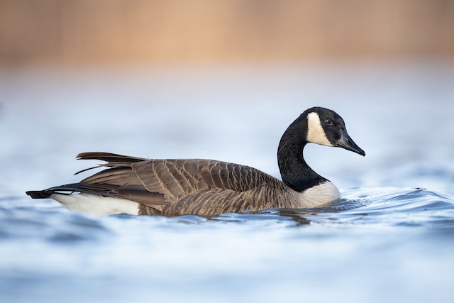 Canada Goose - eBird