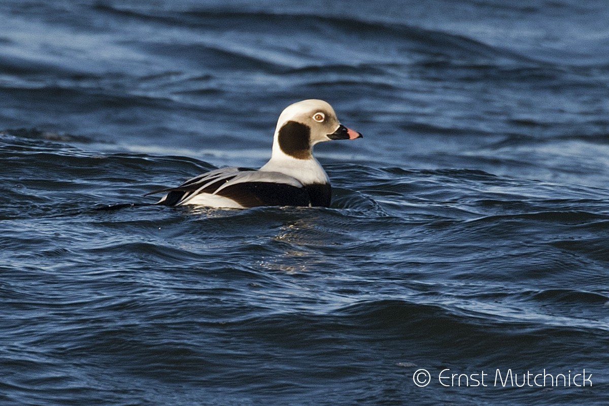 Long-tailed Duck - ML196797881