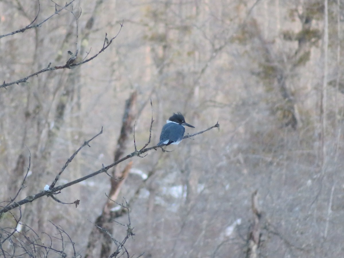 Belted Kingfisher - ML196798081