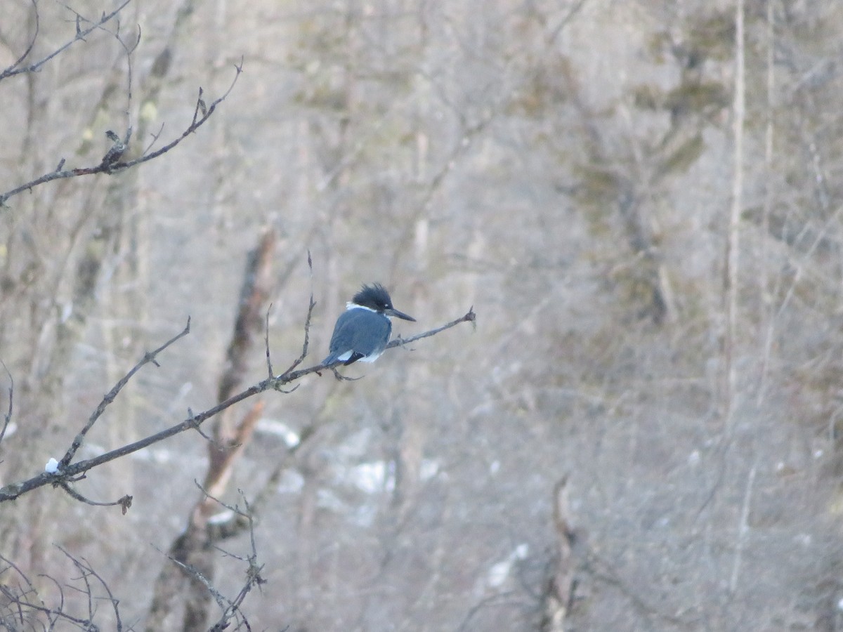Belted Kingfisher - ML196798101