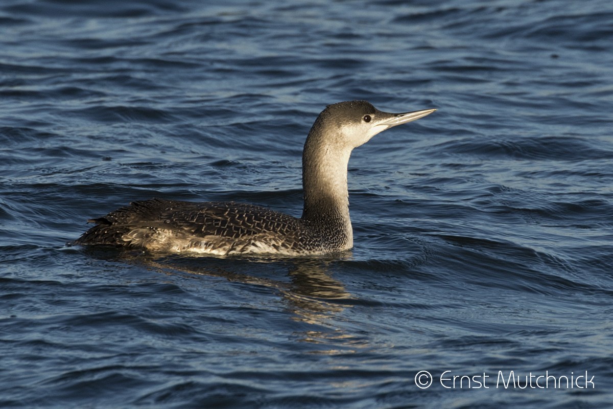 Red-throated Loon - Ernst Mutchnick