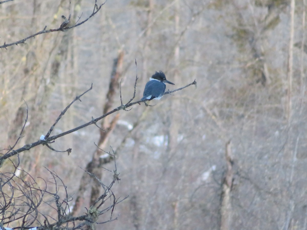 Belted Kingfisher - ML196798141