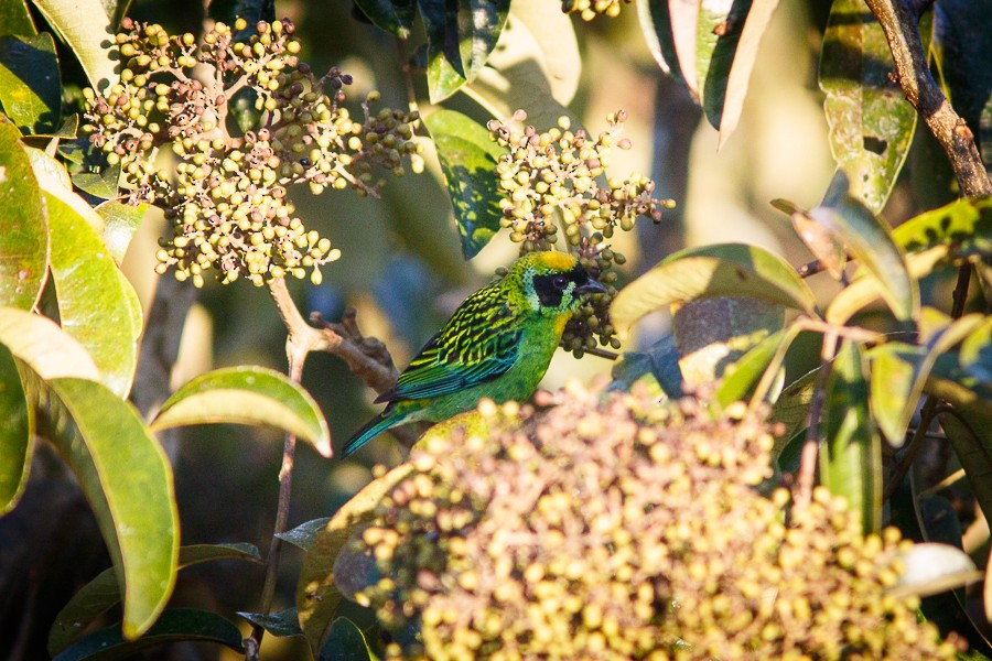 Green-and-gold Tanager - Silvia Faustino Linhares