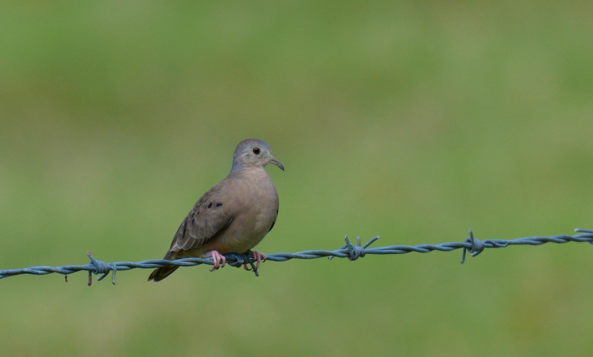 Plain-breasted Ground Dove - ML196801291