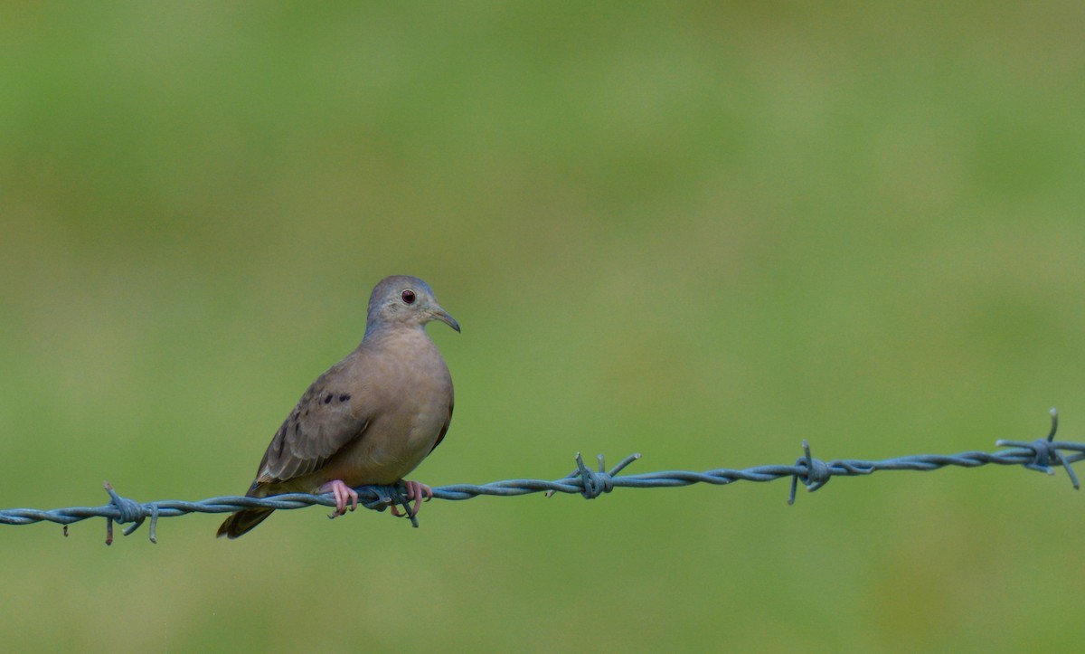 Plain-breasted Ground Dove - ML196801311