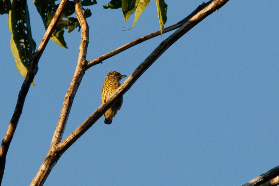 Bar-breasted Piculet - ML196807651
