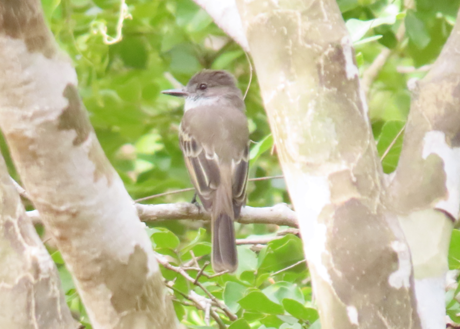 Puerto Rican Flycatcher - Ted Gilliland