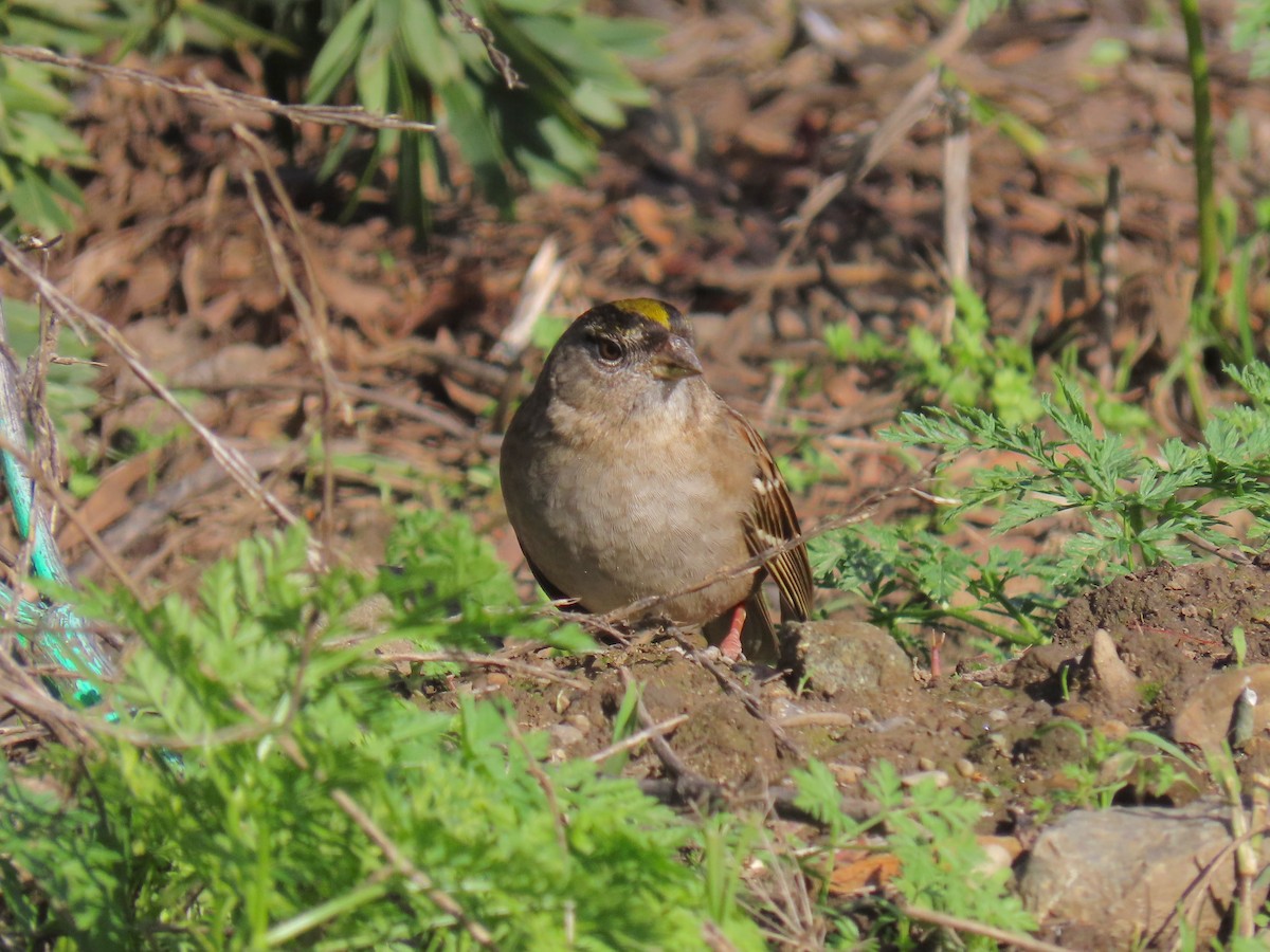 Golden-crowned Sparrow - Alane Gray