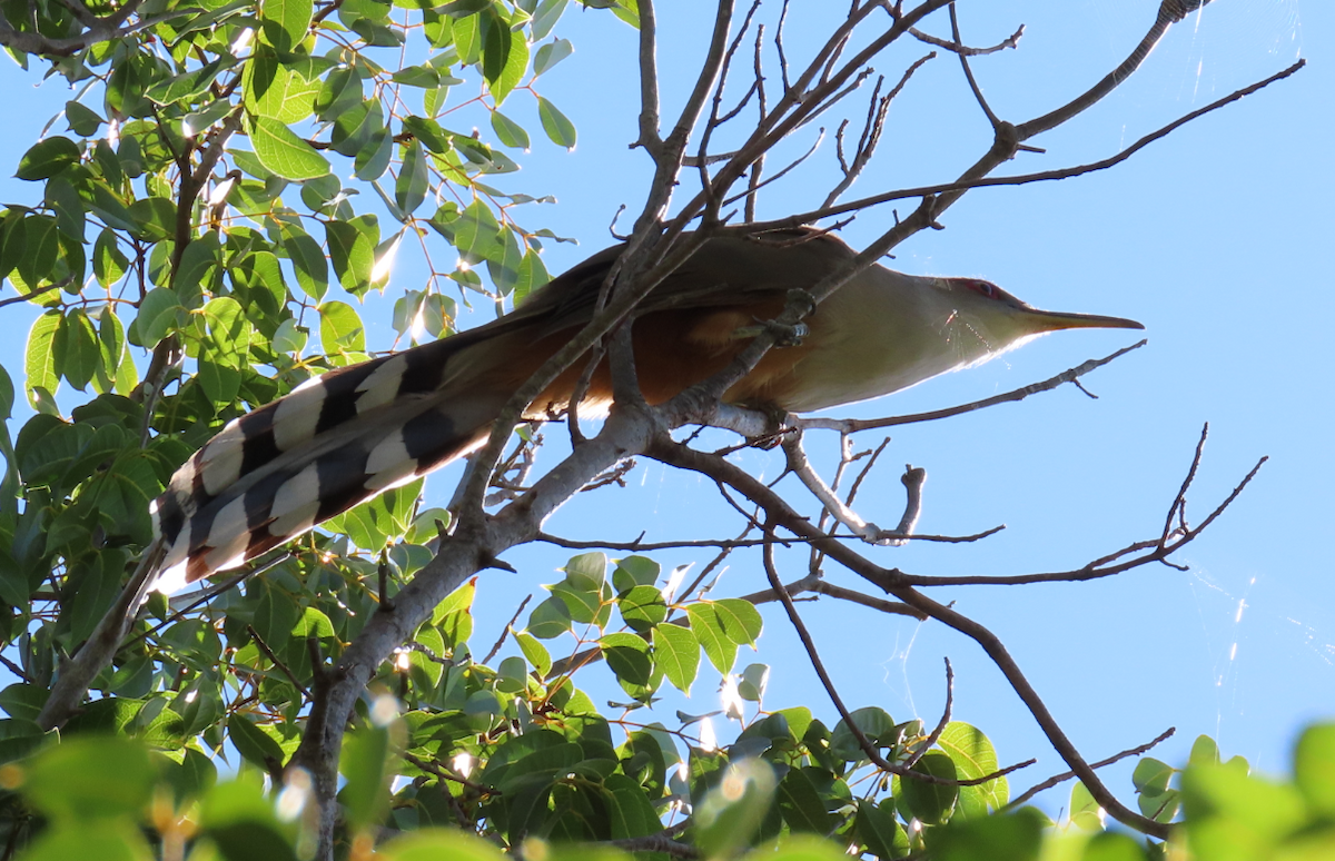 Puerto Rican Lizard-Cuckoo - ML196812081