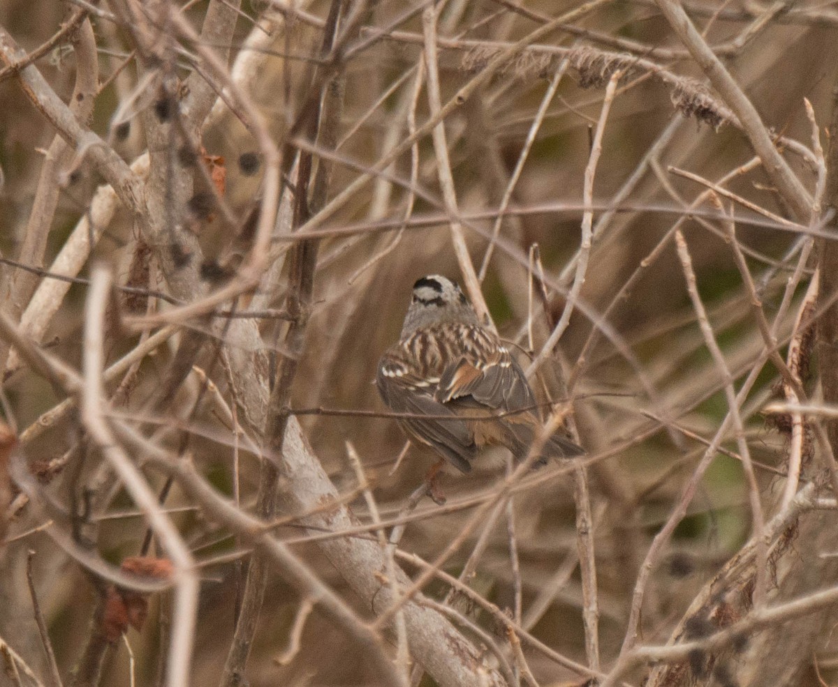 White-crowned Sparrow - ML196818311