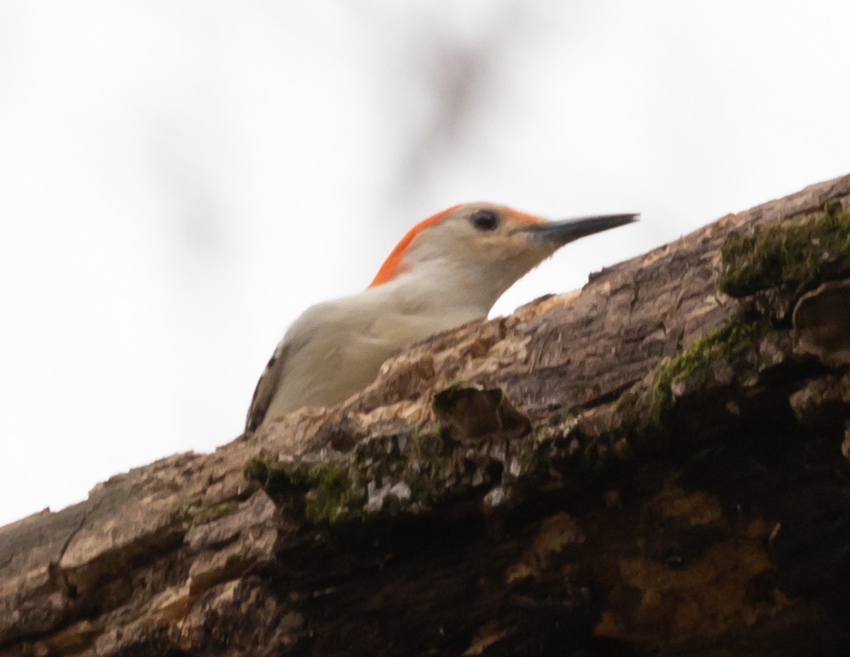 Red-bellied Woodpecker - Maury Swoveland