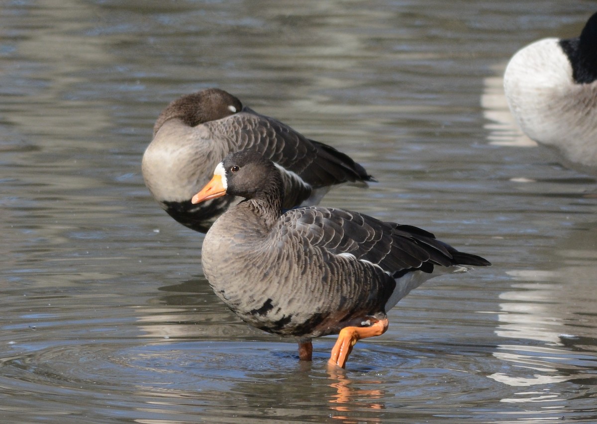 Greater White-fronted Goose (Greenland) - Clive Harris