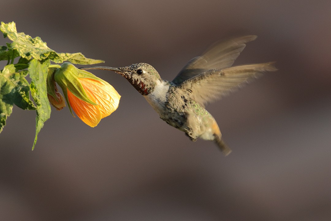 Oasis Hummingbird - gonzalo santibañez