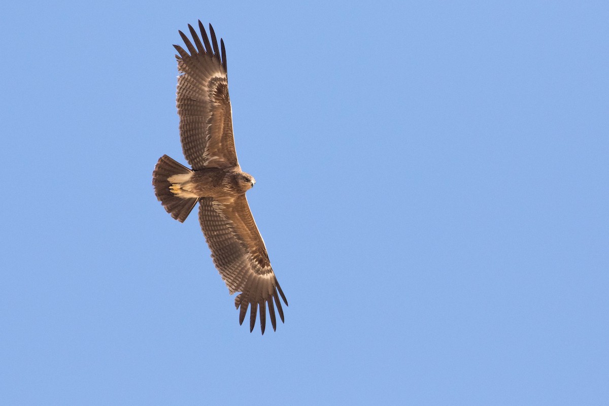Lesser Spotted Eagle - Doug Gochfeld