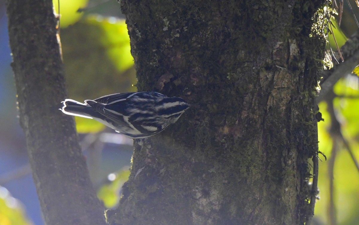 Black-and-white Warbler - Paul Arneson