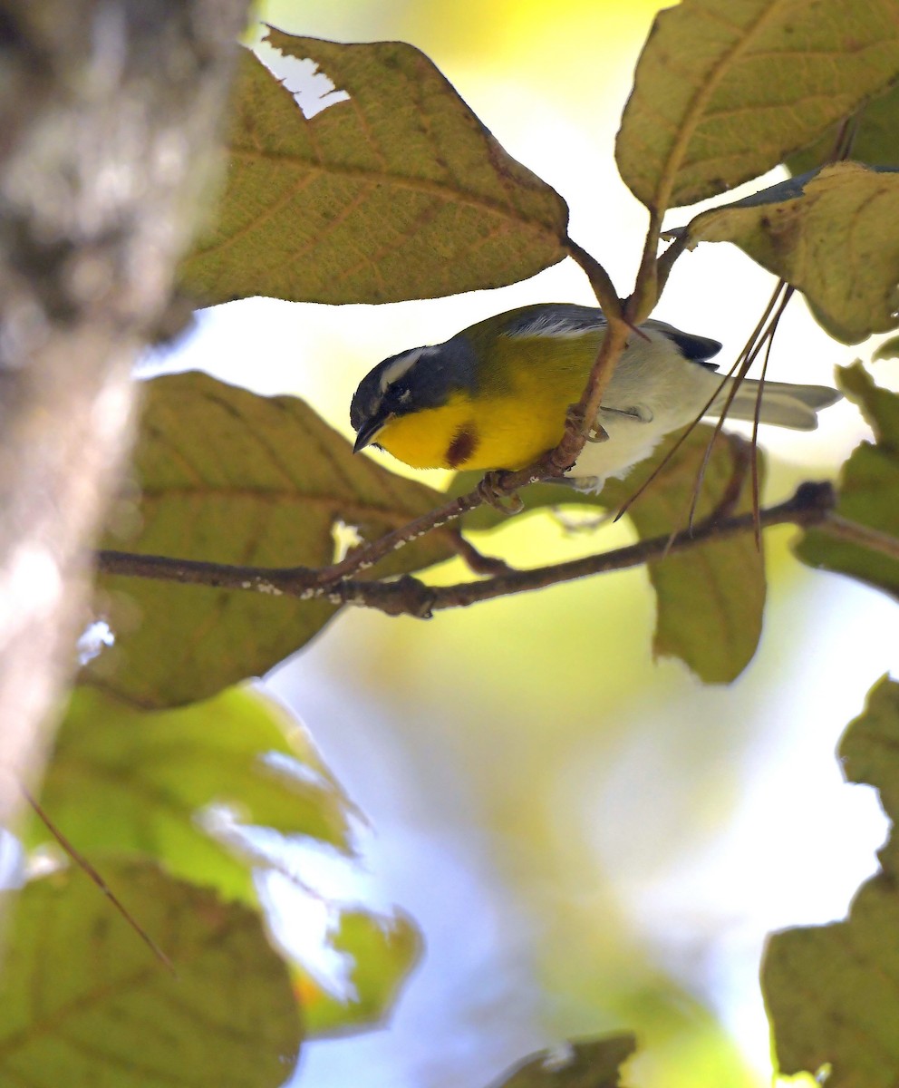 Crescent-chested Warbler - ML196828561