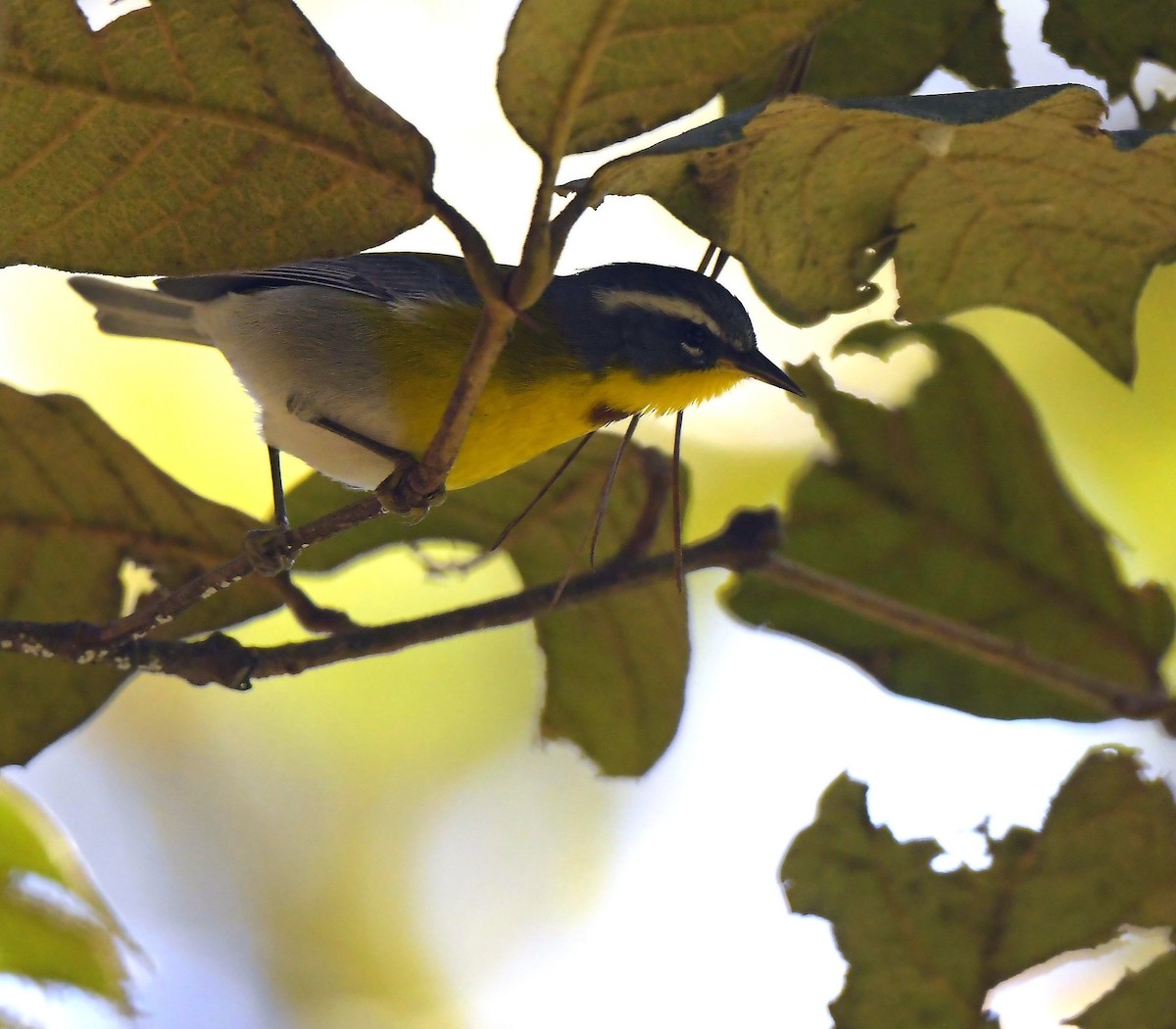Crescent-chested Warbler - ML196828591