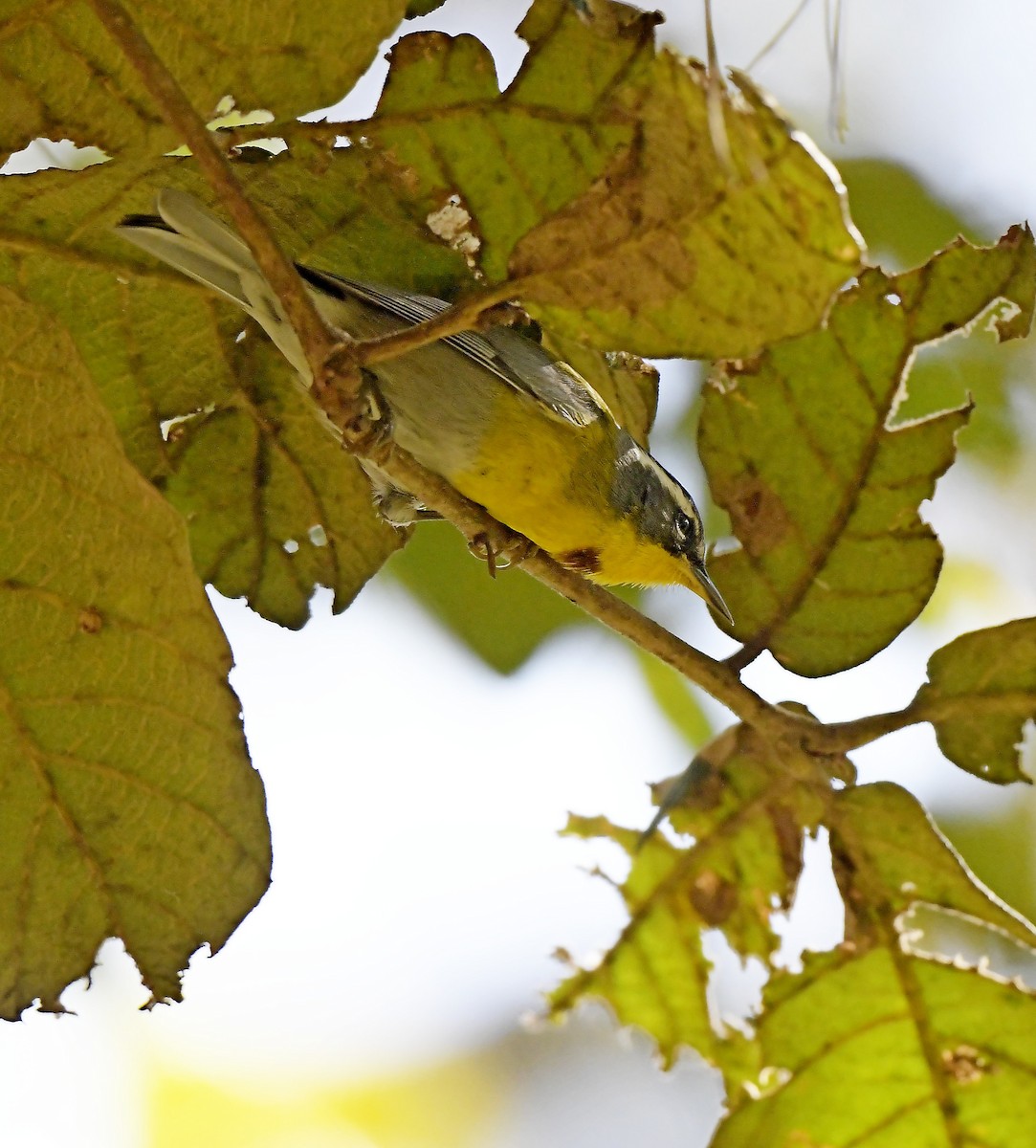 Crescent-chested Warbler - ML196828611