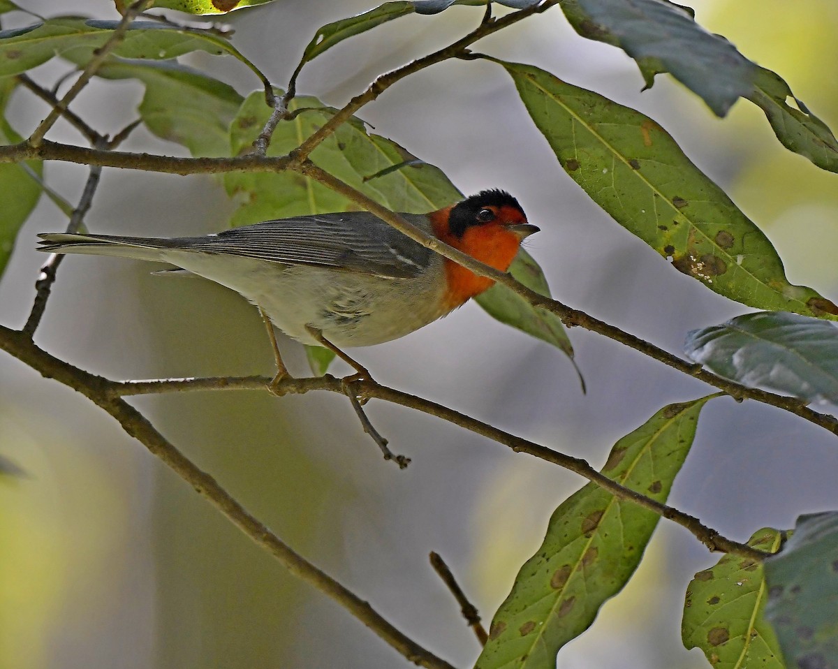 Red-faced Warbler - Paul Arneson