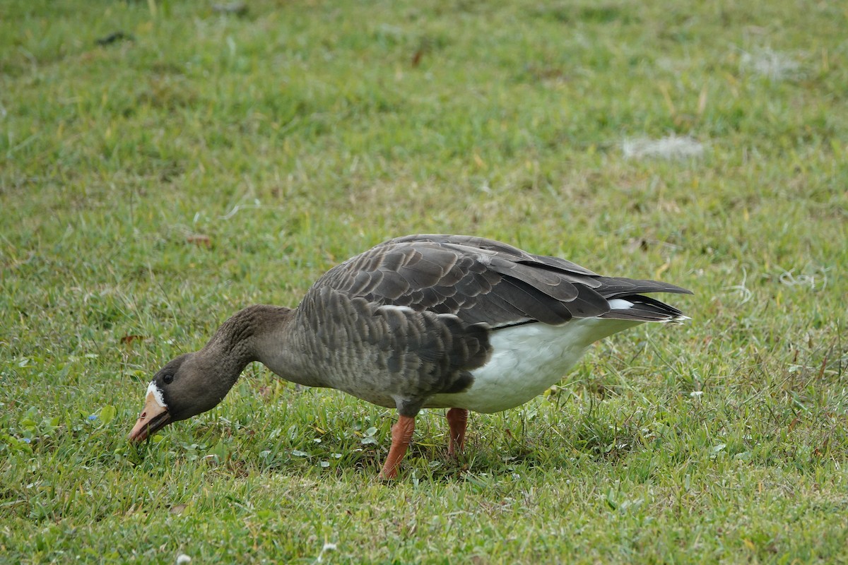 Greater White-fronted Goose - ML196830511