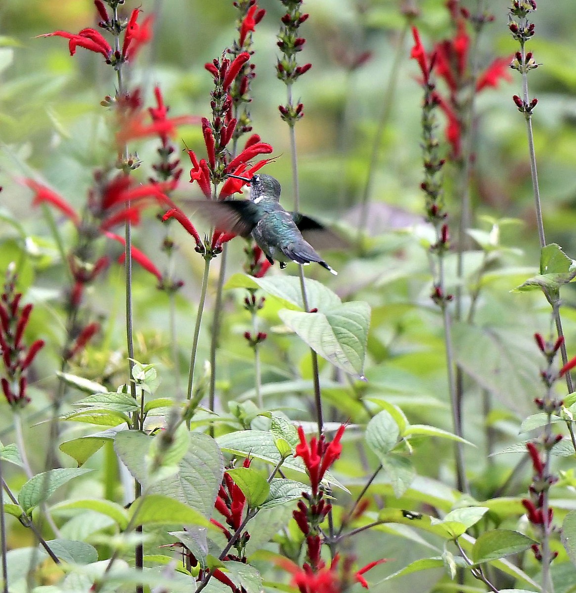 Ruby-throated Hummingbird - Paul Arneson