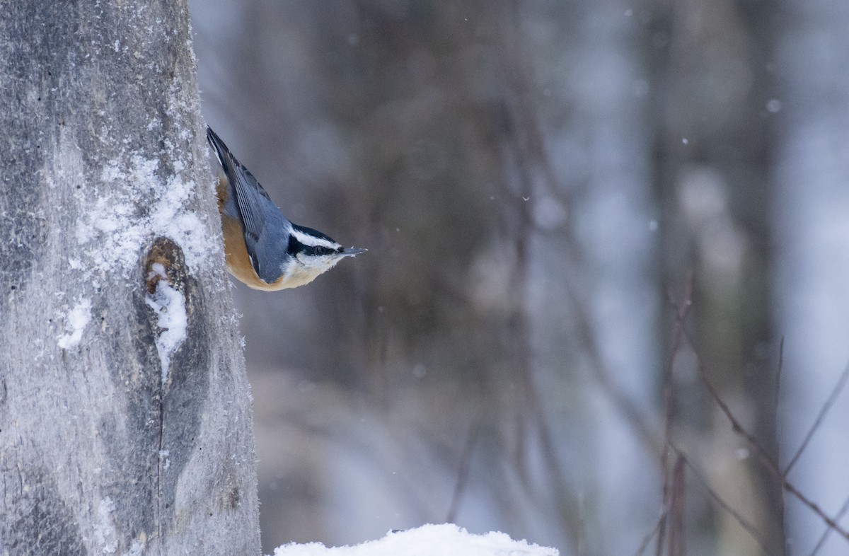 Red-breasted Nuthatch - Marky Mutchler