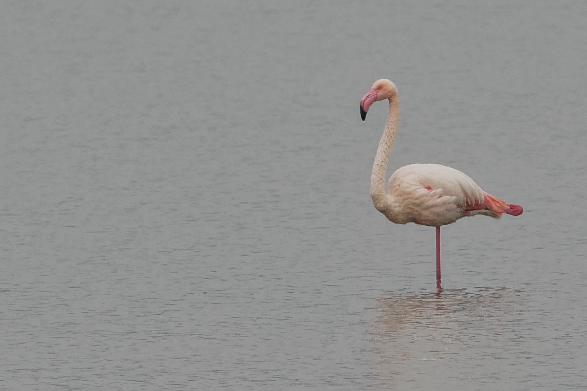 Greater Flamingo - Vincent Wang