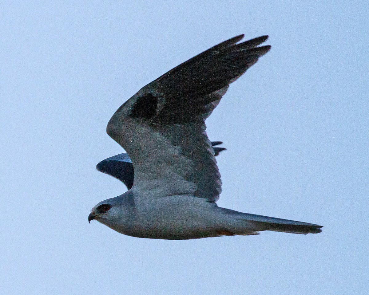 White-tailed Kite - Daniel Harris