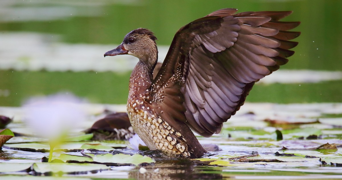 Spotted Whistling-Duck - ML196834051