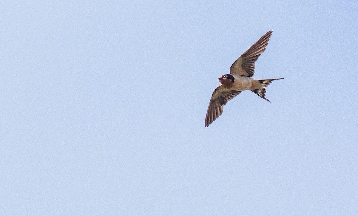 Barn Swallow ML196835771