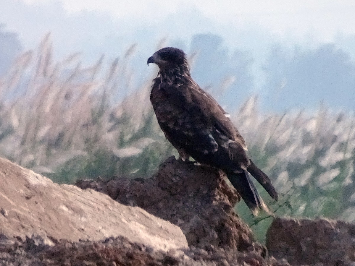 Greater Spotted Eagle - ML196836111