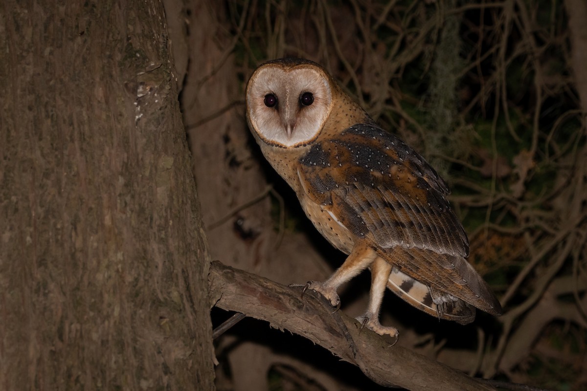 Barn Owl - Pablo Re