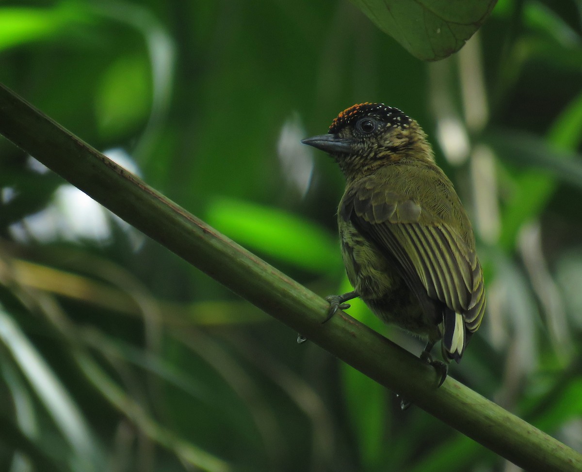 Olivaceous Piculet - ML196838821