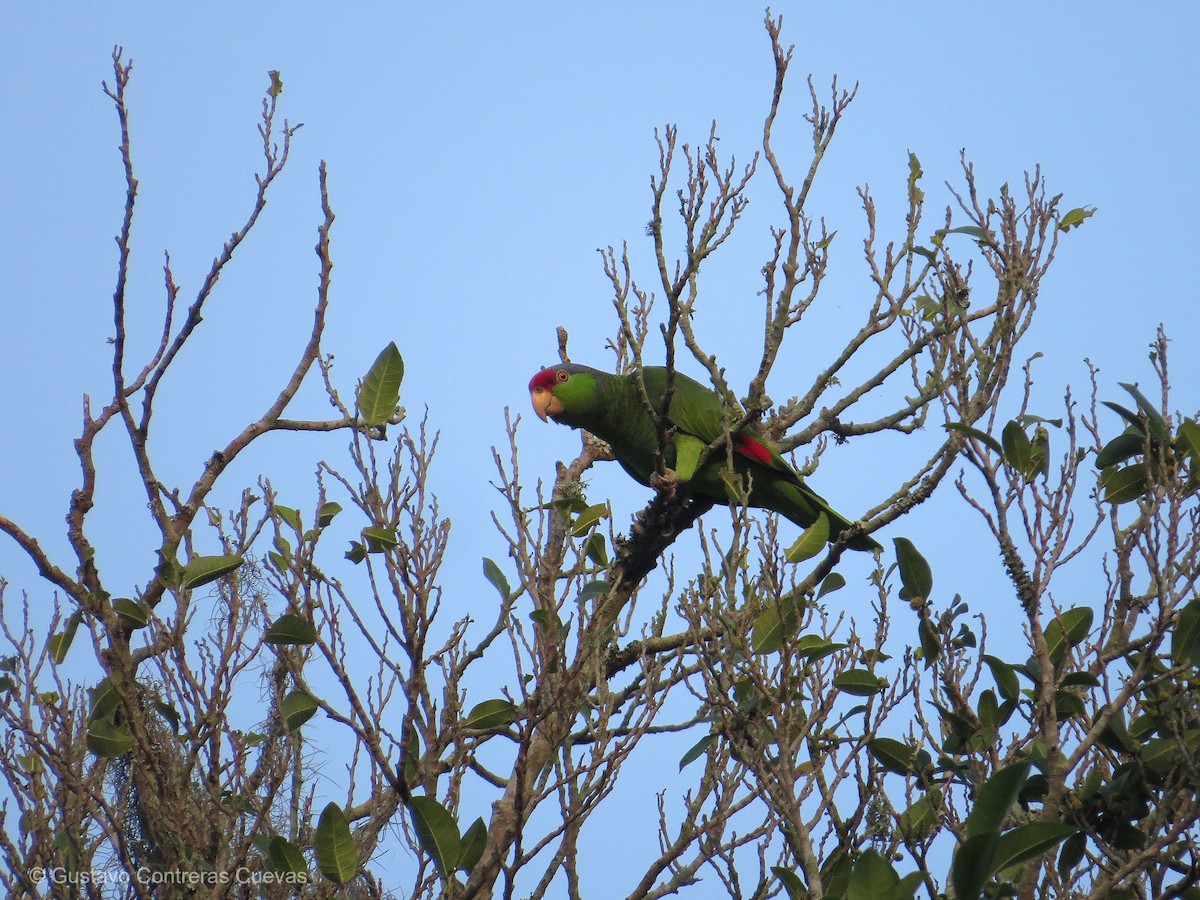 Red-crowned Parrot - ML196844911