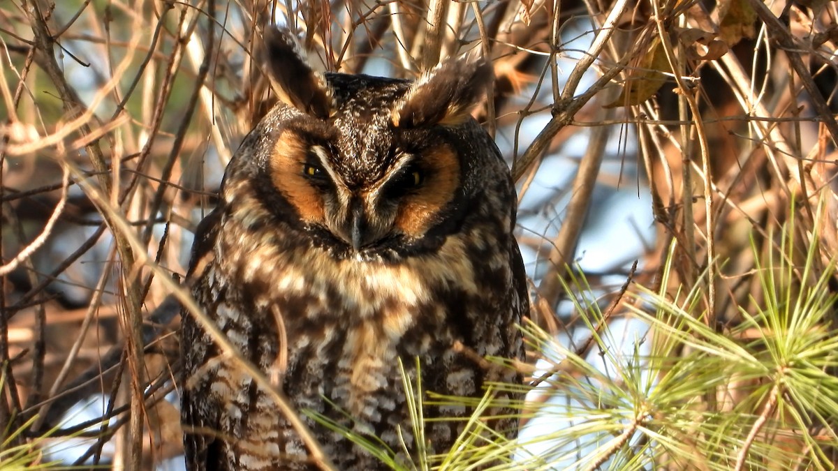 Long-eared Owl - Rick Veldman