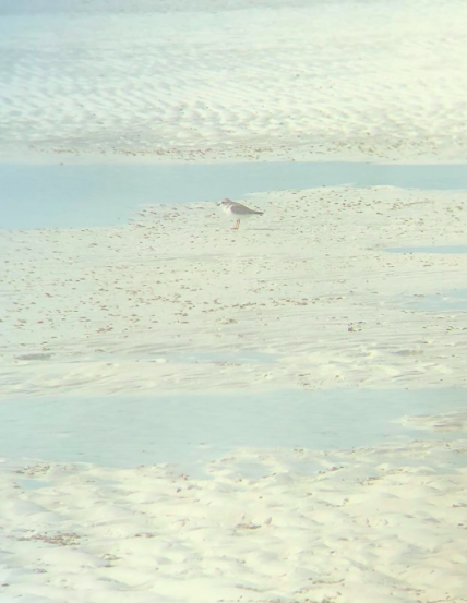 Piping Plover - ML196856821
